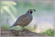 California quail