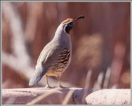 Gambels quail