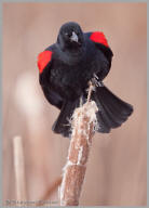 Red-winged Blackbird