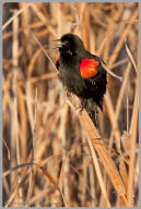 Red-winged Blackbird