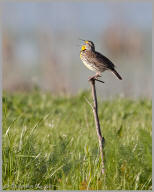 Western Meadowlark