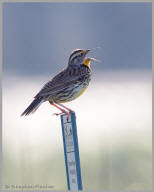 Western Meadowlark