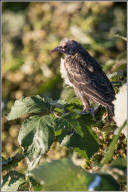 tricolored blackbird