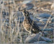 western meadowlark