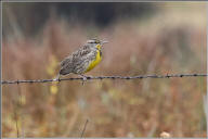 western meadowlark