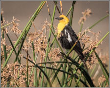 yellow-headed blackbird