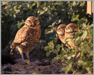 Burrowing Owl