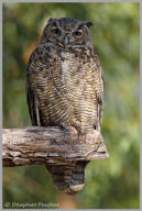 Great Horned Owl