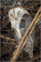 barn owl