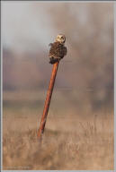 Short-eared owl