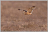 Short-eared owl