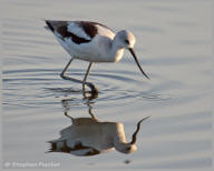 Avocet