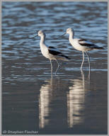 American Avocets