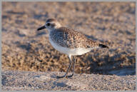 Black-bellied Plover