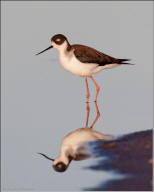 Black-necked stilt