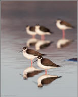 Black-necked stilt