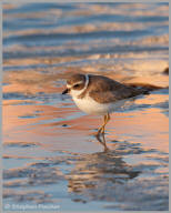 Semipalmated Plover