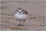 Snowy Plover