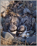 Killdeer chicks