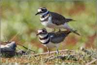 killdeer mating