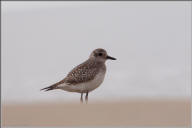 Pacific golden plover