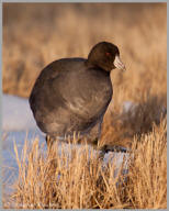 American Coot