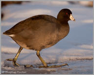 American Coot