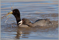 American Coot