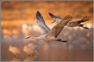 Sandhill crane