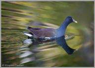 Common Moorhen