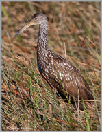 Limpkin