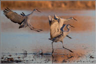 Sandhill crane