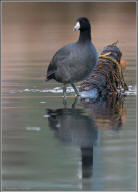 American coot