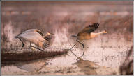 Sandhill crane