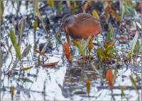 virginia rail