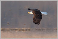 Bald eagle in flight