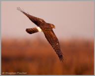 Northern Harrier