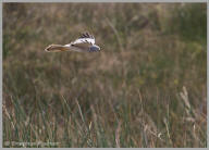 Northern Harrier