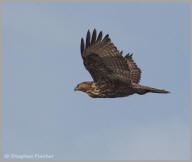 Red-tailed Hawk in flight