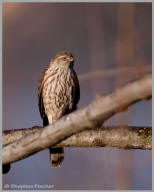 Sharp-shinned Hawk