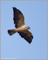 Swainson's Hawk