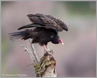 Turkey vulture