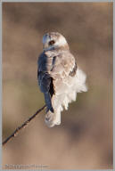 White-tailed Kite