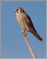 American kestrel