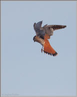 American kestrel