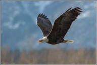 Bald eagle