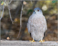 cooper's hawk