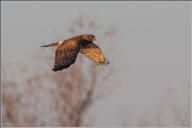 Northern harrier