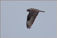 Rough legged hawk