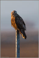 Rough legged hawk